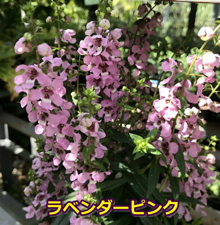 楽天市場 アンゲロニア セレニータ 3 5号苗 2個セット B14 千草園芸