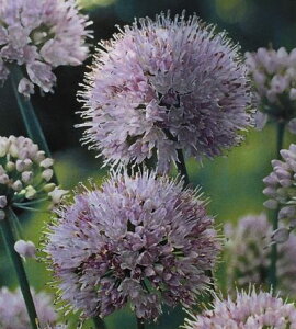 アリウム 苗の人気商品 通販 価格比較 価格 Com