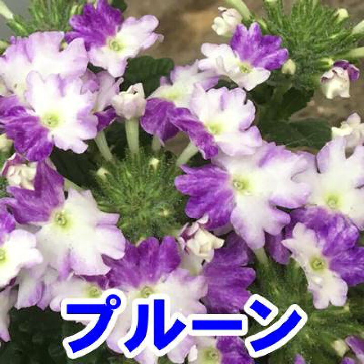 楽天市場】宿根バーベナ ピーチパフェ 3号苗 : 千草園芸