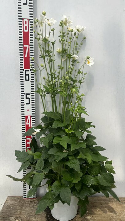 楽天市場 花終わり 秋明菊 シュウメイギク 白八重 6号苗 I10 千草園芸