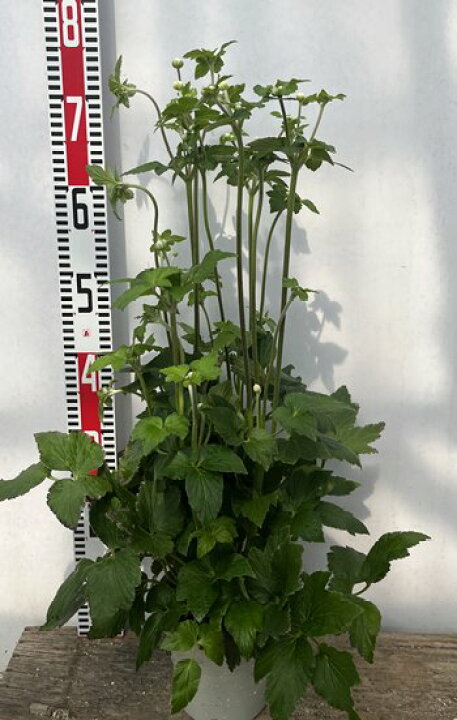 楽天市場 秋明菊 シュウメイギク 白一重 6号苗 I11 千草園芸