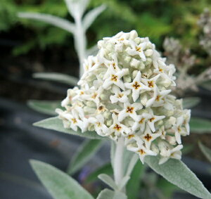 t̃ubhA@Vo[Ajo[T[@4cii11j