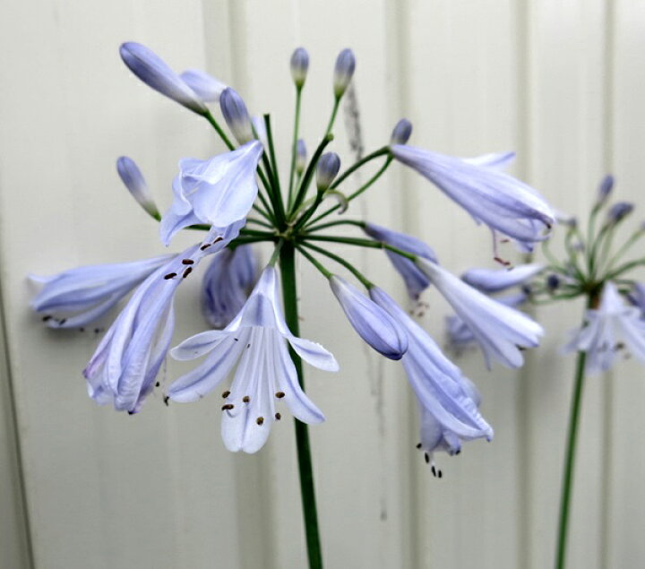 楽天市場 アガパンサス 細葉 青花 3 5号苗 D08 千草園芸