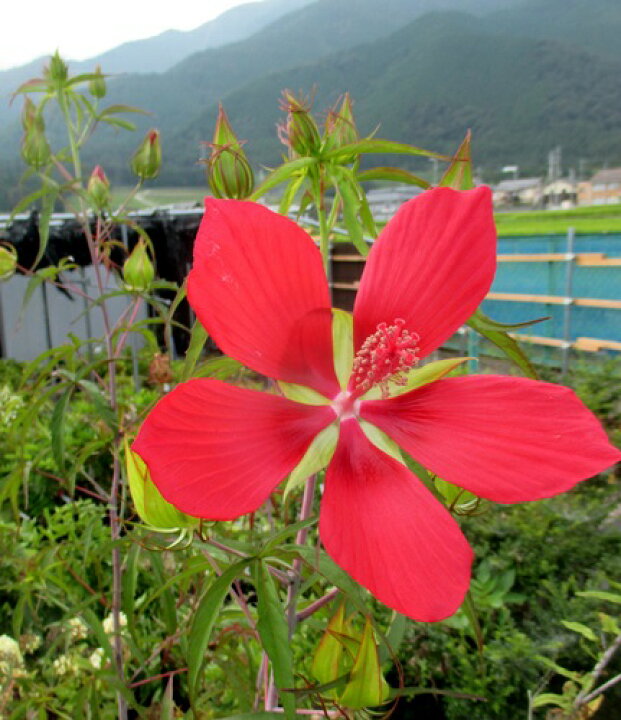 楽天市場 モミジアオイ 紅葉葵 赤花 5号苗 J06 千草園芸