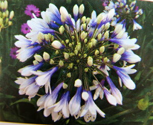 アガパンサス 苗の人気商品 通販 価格比較 価格 Com