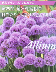 楽天市場 アリウム 花の通販