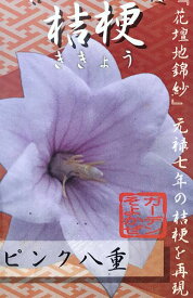 桔梗(キキョウ)苗　高性種　二重咲き　ピンク　3号苗【ガーデンそよかぜ】(e03)
