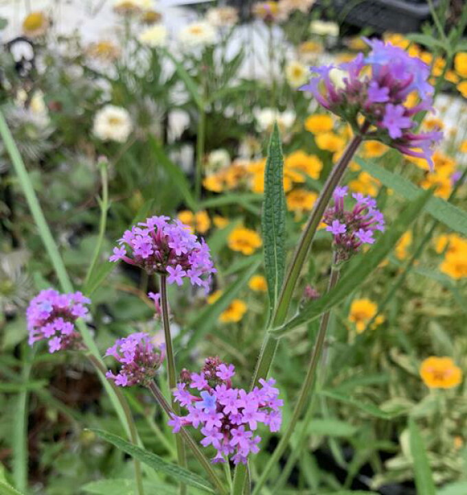 楽天市場 宿根バーベナ リキダ リギダ ベノーサ苗 紫花 3 5号苗 C9 千草園芸