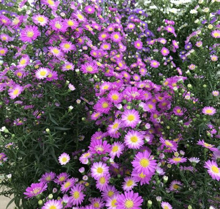 楽天市場 クジャクソウ孔雀草 ピンク 一重 高性種 4 5号苗 K05 千草園芸 楽天市場 クジャクソウ孔雀草 ピンク 一重 高性種 4 5号苗 K05 千草園芸