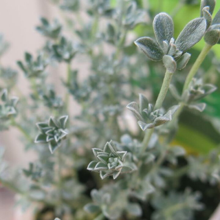 楽天市場 ロータス クレティクス 2 5号苗 E17 千草園芸