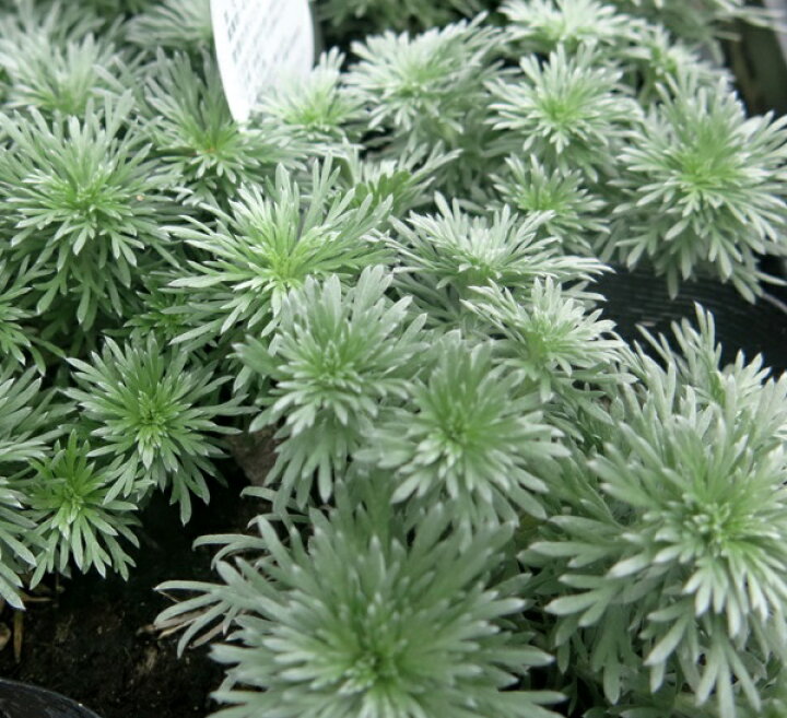 楽天市場】朝霧草（アサギリソウ）3号苗(i07) : 千草園芸