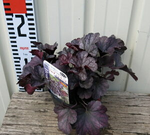 q[P(c{TS)@ubNx[^g@3.5c