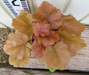 q[P(c{TS) [vt@bW@3.5c