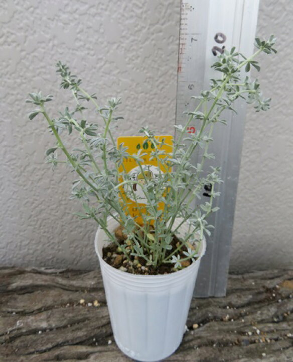 楽天市場 ロータス クレティクス 2 5号苗 E17 千草園芸