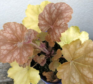 q[P(c{TS) o^[N[@3.5c