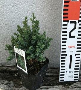 植木 盆栽 レッドスターの人気商品 通販 価格比較 価格 Com