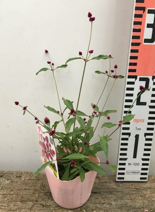 楽天市場 アルテルナンテラ 千紅花火 ３号苗 ｂ8 千草園芸