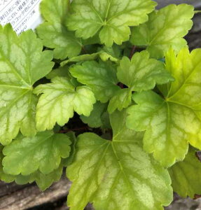 q[P(c{TS) t[Y}XJbg@3.5c