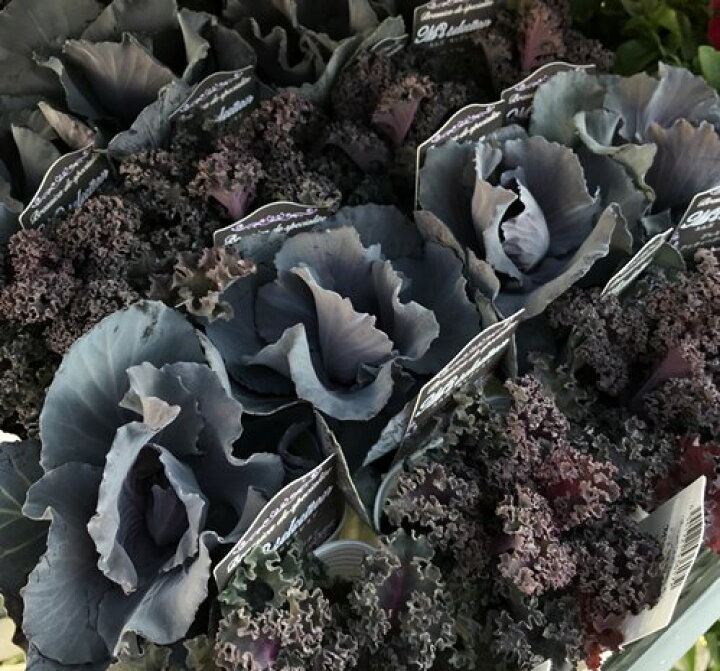 楽天市場 2種類から選べる ハボタン 葉牡丹 アッシュシリーズ 3号苗 千草園芸