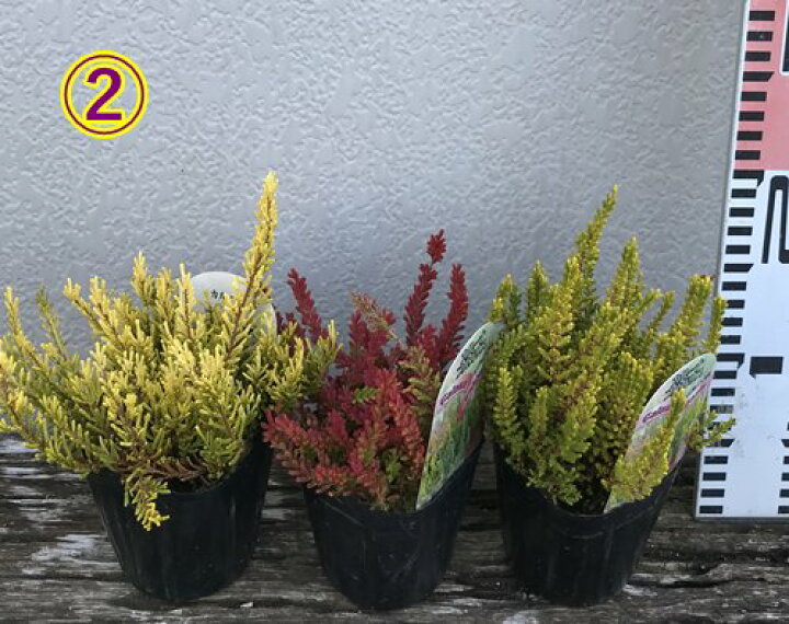 楽天市場 選べる3個セット カルーナ ブルガリス 3号苗 J02 千草園芸