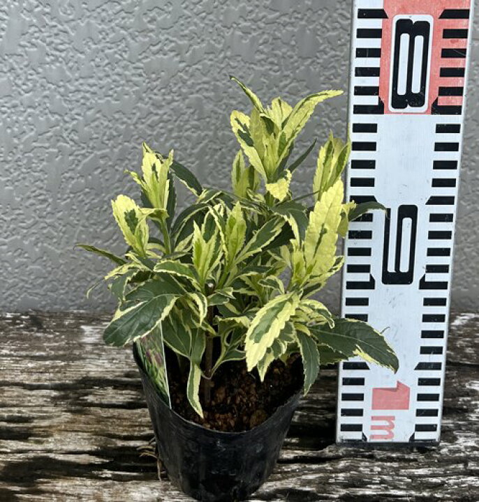 楽天市場 斑入りフジバカマ苗 ユーパトリウム ピンクフロスト 3 5号ポット苗 C01 千草園芸