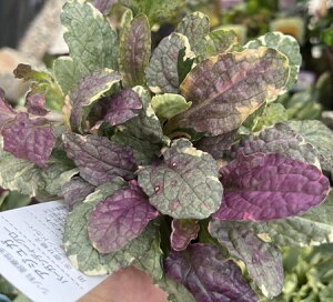 AWK o[KfB[O[@3cyOhJo[z