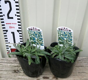 花 カスミソウ 苗の人気商品 通販 価格比較 価格 Com 花 カスミソウ 苗の人気商品 通販 価格比較 価格 Com