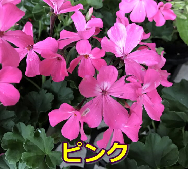 楽天市場 選べる4色 アイビーゼラニウム カリエンテシリーズ 3 5号苗 千草園芸