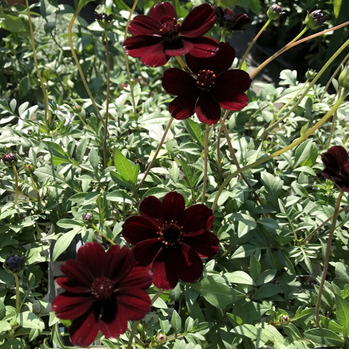 楽天市場 チョコレートコスモス スイーツショコラ 3号苗 ｂ16 千草園芸