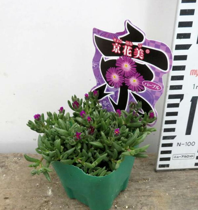 松葉菊 マツバギク 苗 テレビで話題 苗