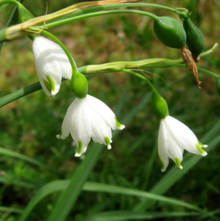 楽天市場 水仙 スノーフレーク スズランスイセン 3 5号ポット植え D13 千草園芸
