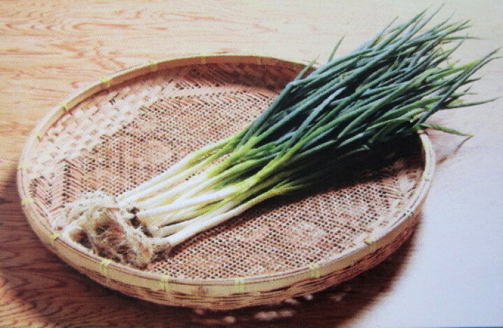 楽天市場 ねぎ苗 宿根やぐらネギ ｆ13 千草園芸