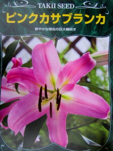 球根 カサブランカの人気商品 通販 価格比較 価格 Com