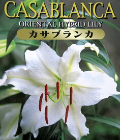 楽天市場 カサブランカ 球根の通販