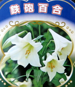球根 ユリの人気商品 通販 価格比較 価格 Com