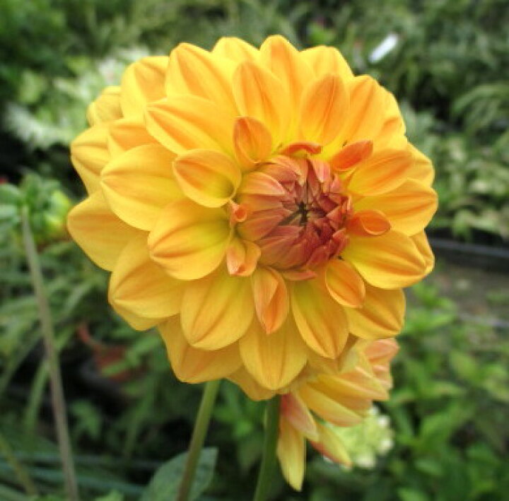 楽天市場 ダリア ダリーナマキシ6号 ノビア 千草園芸