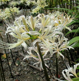 楽天市場 花の球根 人気ランキング1位 売れ筋商品 楽天市場 花の球根 人気ランキング1位 売れ筋商品