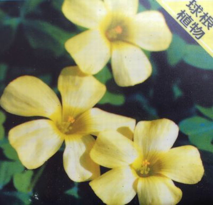 楽天市場 1日入荷予定 オキザリス コモサ イエロー 3号苗 千草園芸