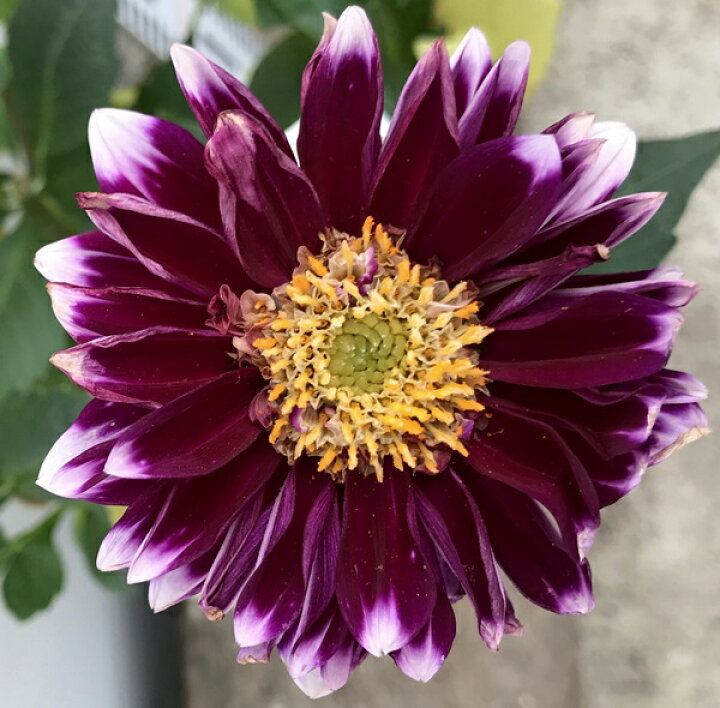 楽天市場 ダリア ダリーナマキシ パープル系バイカラー 5号苗 千草園芸