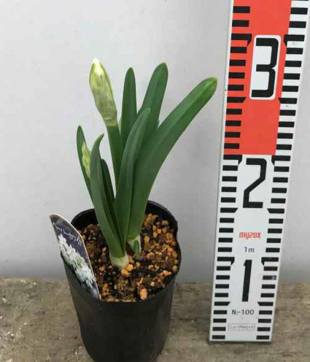 楽天市場 花終わり 原種水仙 スイセン苗 ペーパーホワイト 1球ポット植え D16 千草園芸