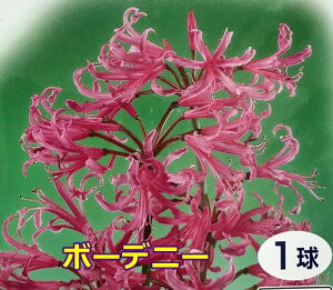 球根 ネリネの人気商品 通販 価格比較 価格 Com