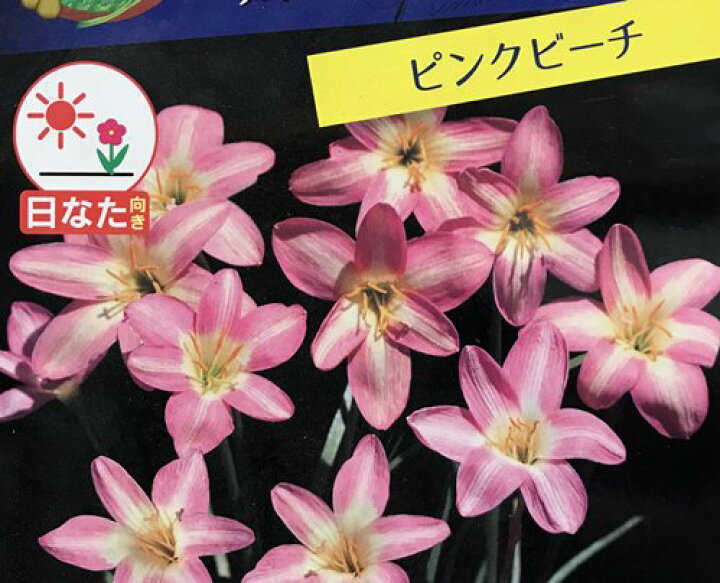 楽天市場 ゼフィランサス ピンクピーチ ピンク系 3 5号ポット植え 2球入り D14 千草園芸