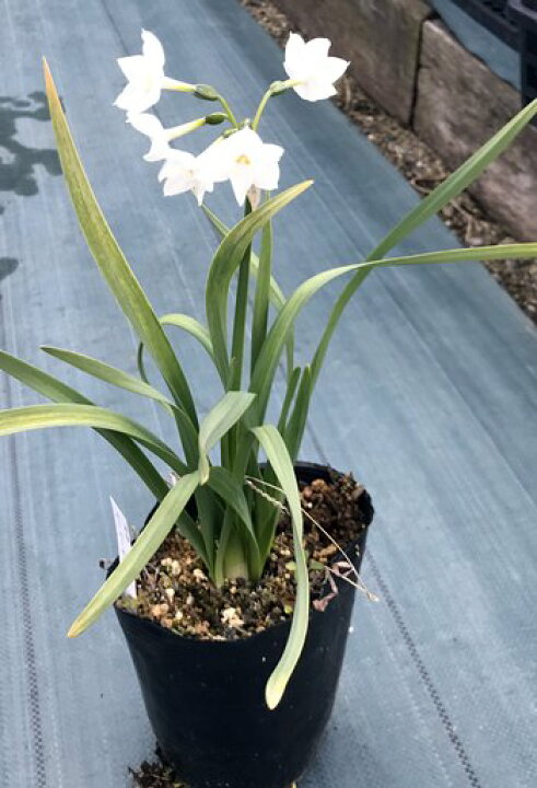 楽天市場 原種水仙 スイセン苗 ペーパーホワイト 3 5号苗 3月30日時点で満開 D13 千草園芸