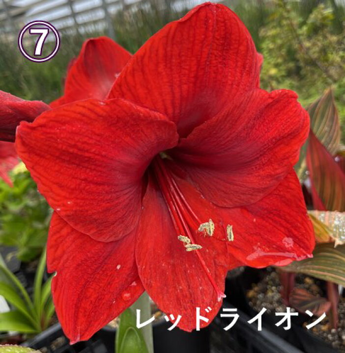 楽天市場 花の種類で選ぶ ジャンボアマリリス 6号セラアート鉢植え 特大球根1球入り 千草園芸