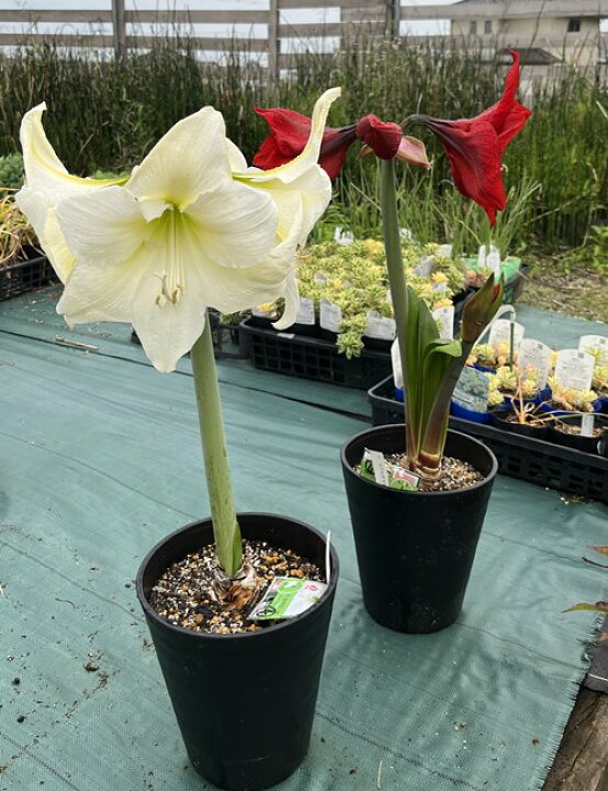 楽天市場 花の種類で選ぶ ジャンボアマリリス 6号セラアート鉢植え 特大球根1球入り 千草園芸