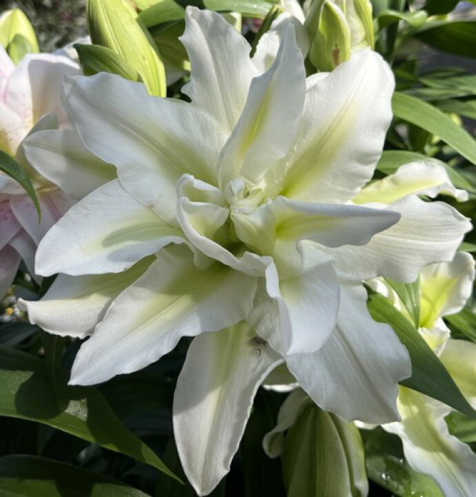 楽天市場 ユリ 八重咲きハイブリッドリリー 白花 3 5号苗 千草園芸 楽天市場 ユリ 八重咲きハイブリッドリリー 白花 3 5号苗 千草園芸