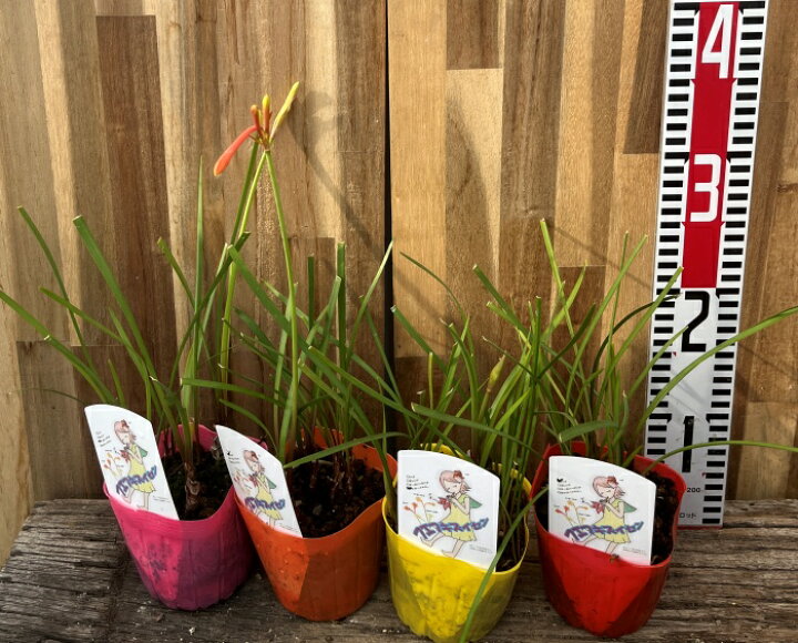 楽天市場】【4色から選べる】キルタンサス 3.5号ポット植え(d14 