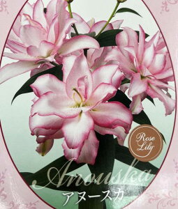 yiőIԁz@d炫nCubh[@勅