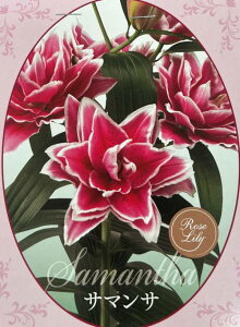 yiőIԁz@d炫nCubh[@勅