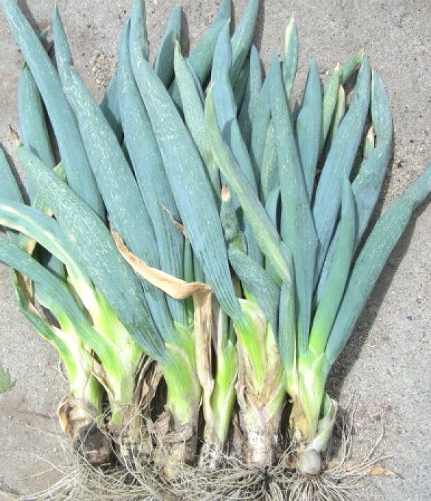 楽天市場 干しねぎ苗 下仁田ネギ苗 太いネギナエが10本くらい 千草園芸 楽天市場 干しねぎ苗 下仁田ネギ苗 太いネギナエが10本くらい 千草園芸